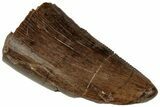 Fossil Dinosaur (Tyrannosaurus rex) Tooth - Montana #315052-1